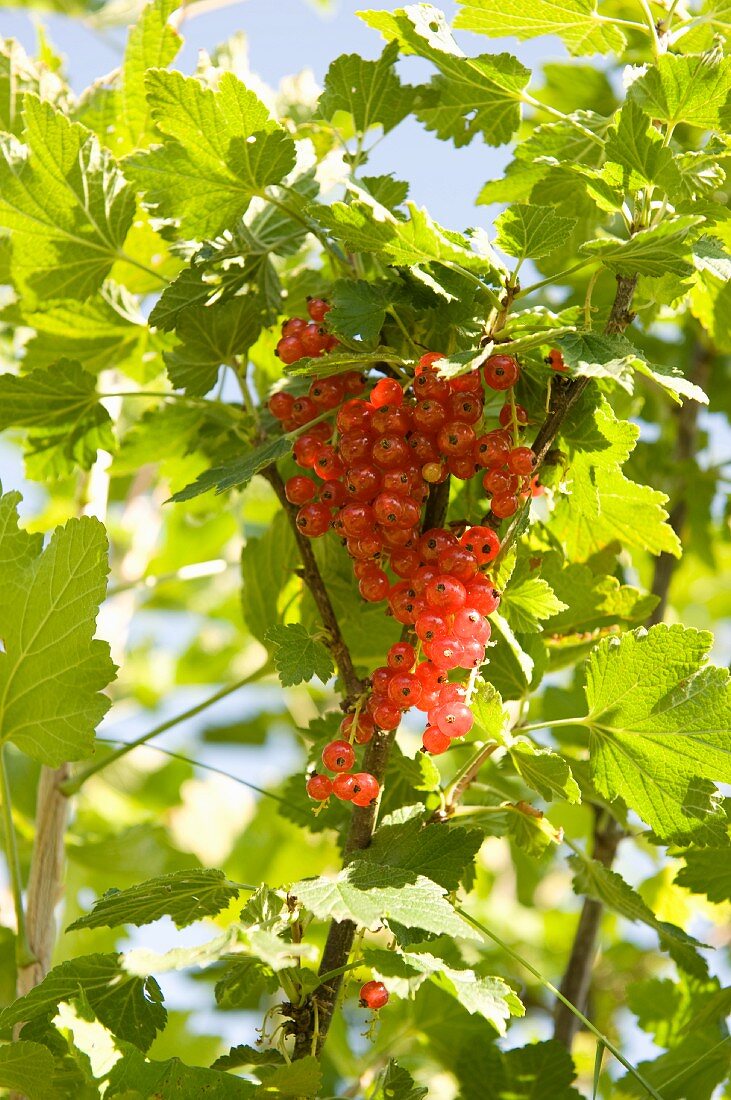 Rote Johannisbeeren am Strauch