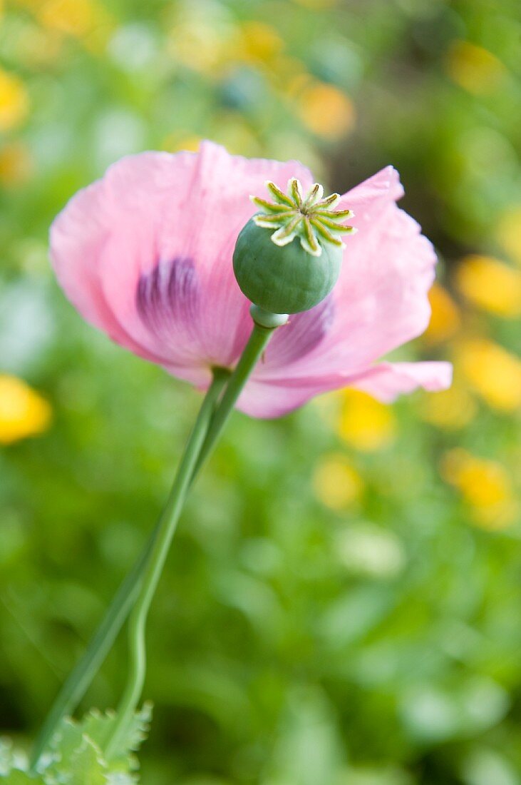 Poppy and poppy seed pod in garden (close-up)