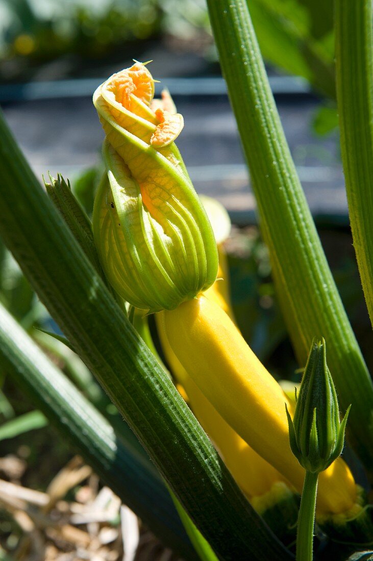 Gelbe Zucchini mit Blüte an der Pflanze