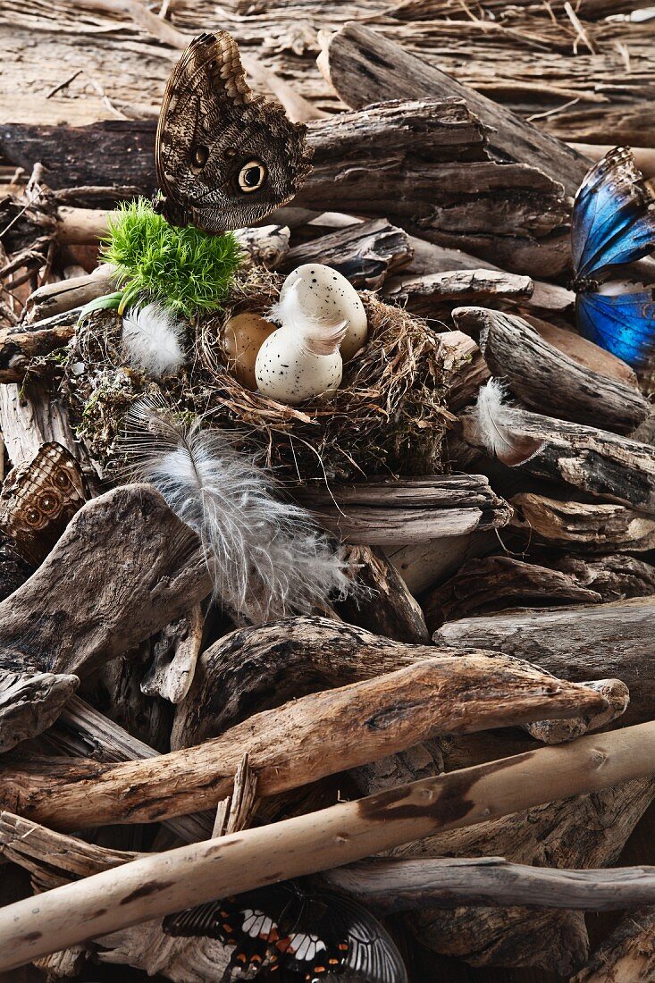 Butterflies and a bird's nest with eggs amongst the branches and bits of wood