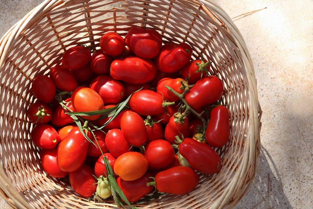 Cocktail tomatoes in a basket