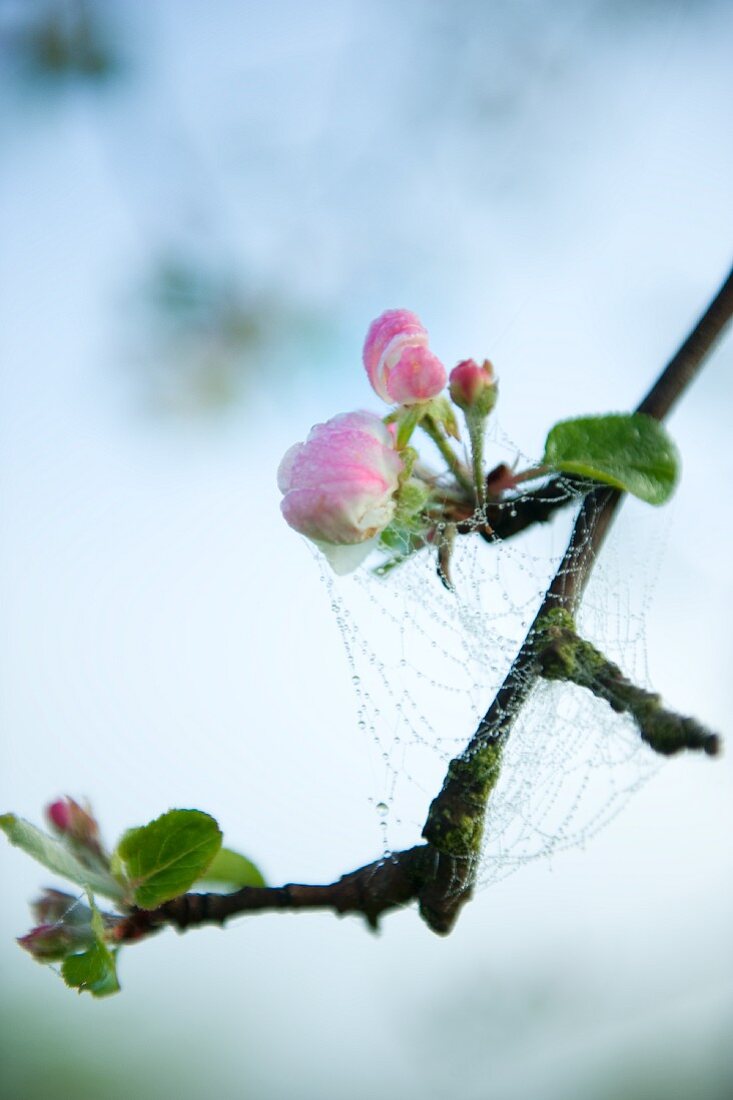 A spider's web with water droplets on a blossoming apple twig
