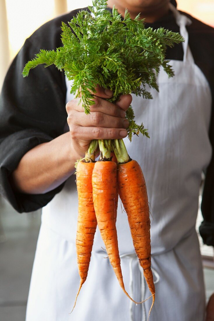 Chef Holding a Bunch of Fresh Carrots by the Greens