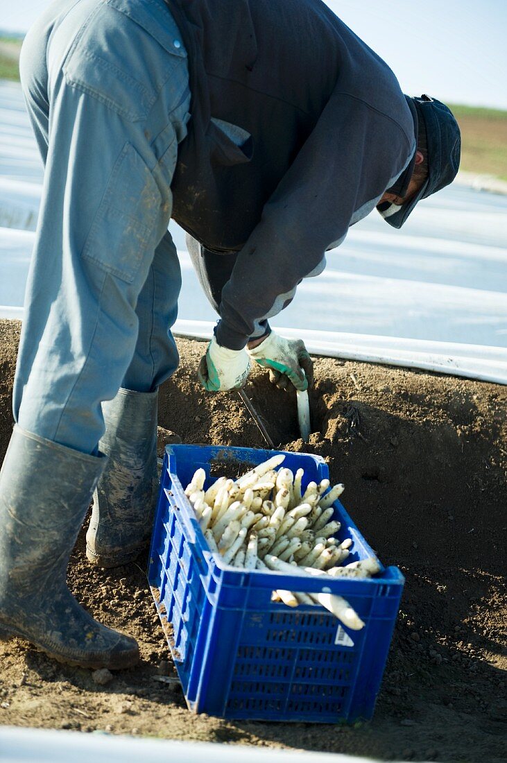A worker harvesting asparagus