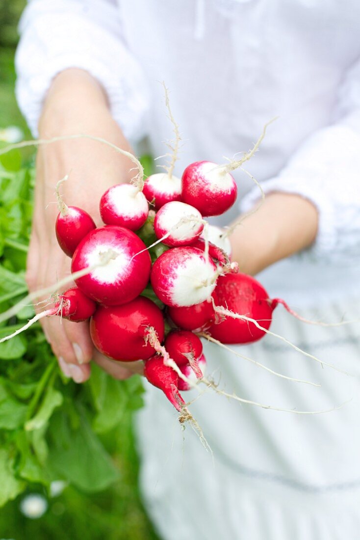 A woman's hands holding a bunch of radishes