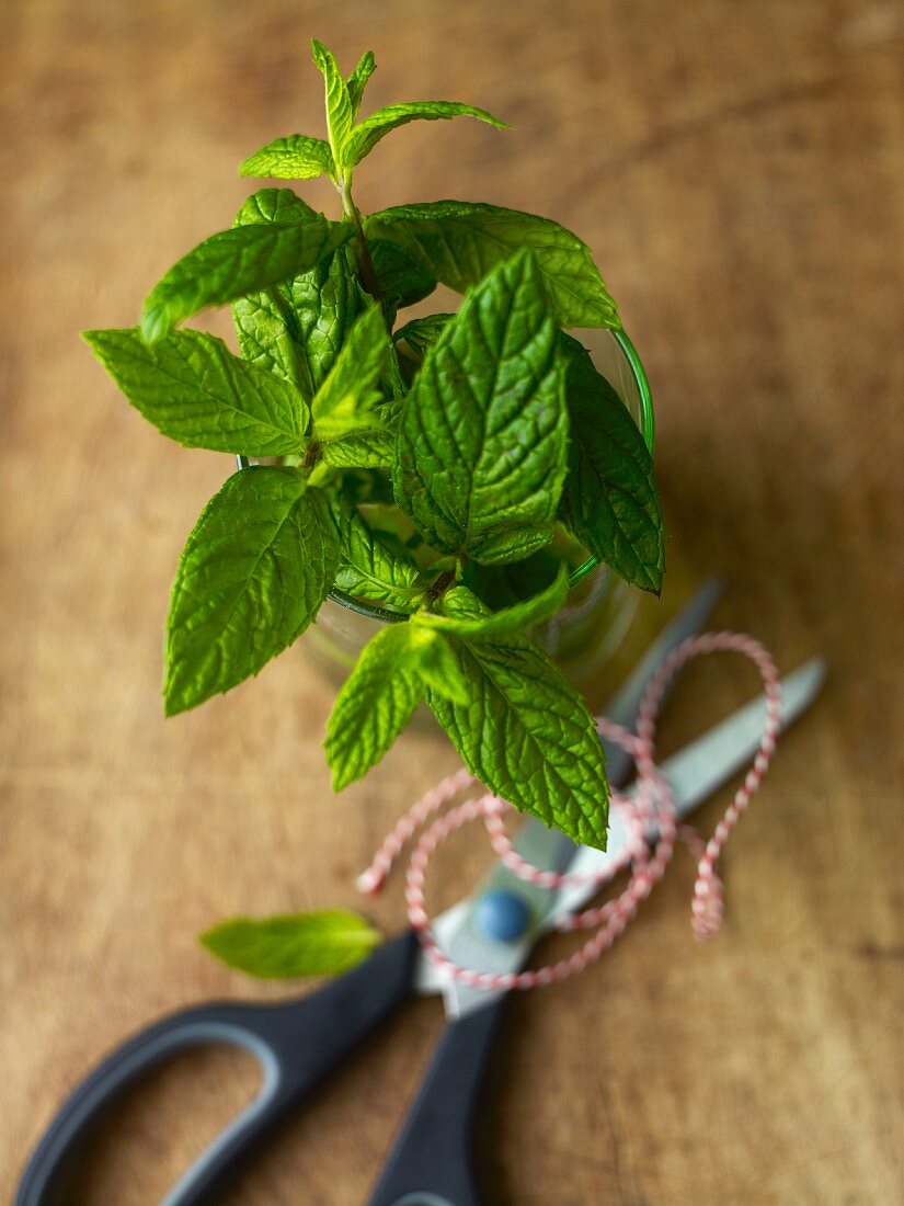 Sprigs of mint
