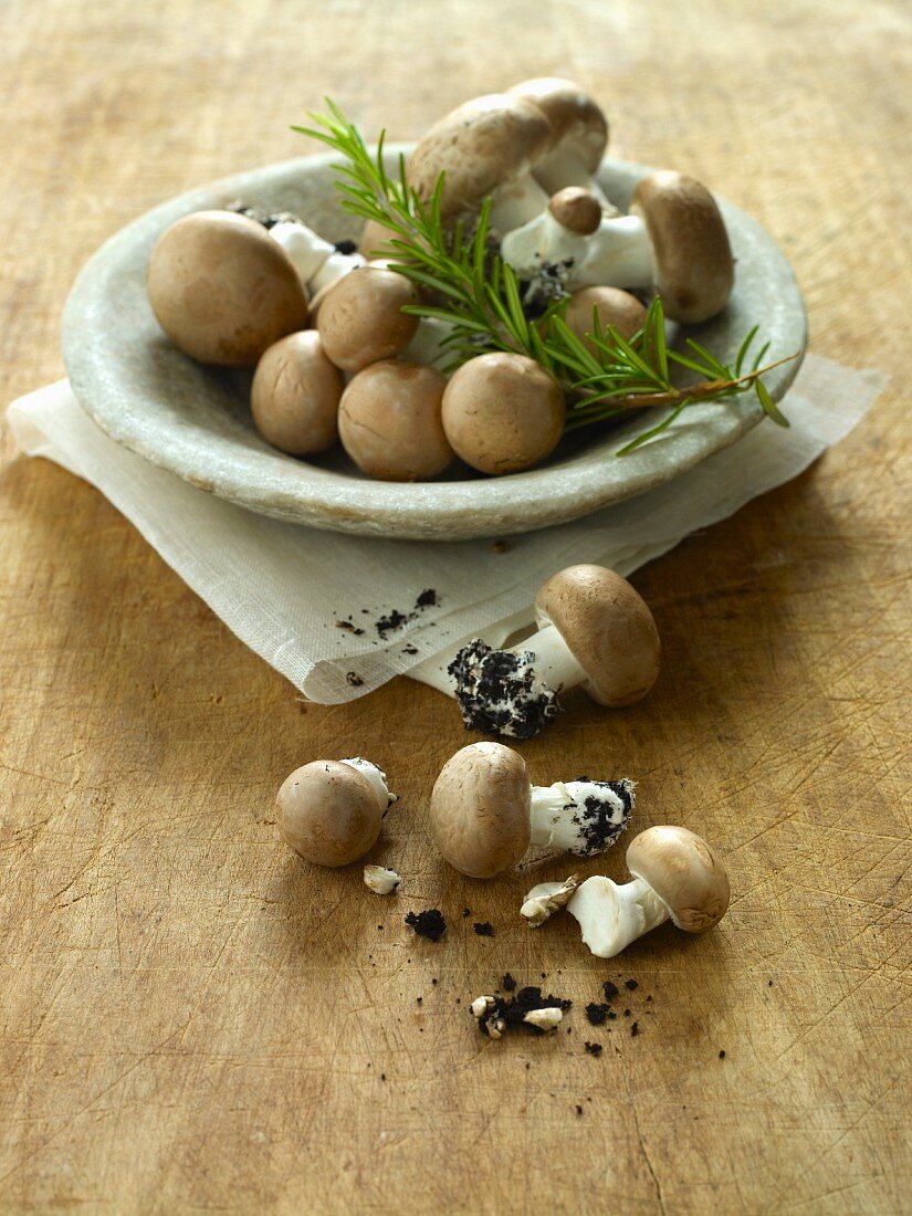 Frische braune Champignons mit Erde und Rosmarin