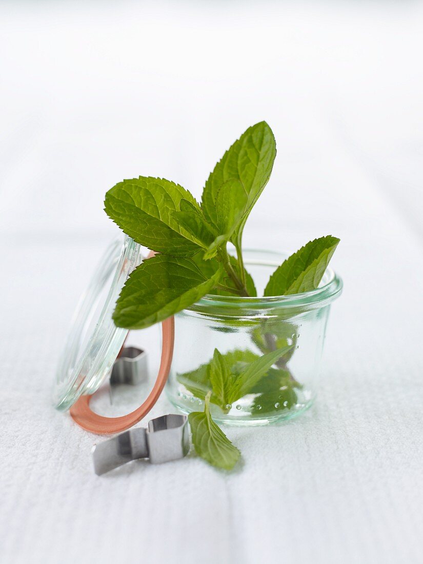 A sprig of fresh mint in a storage jar