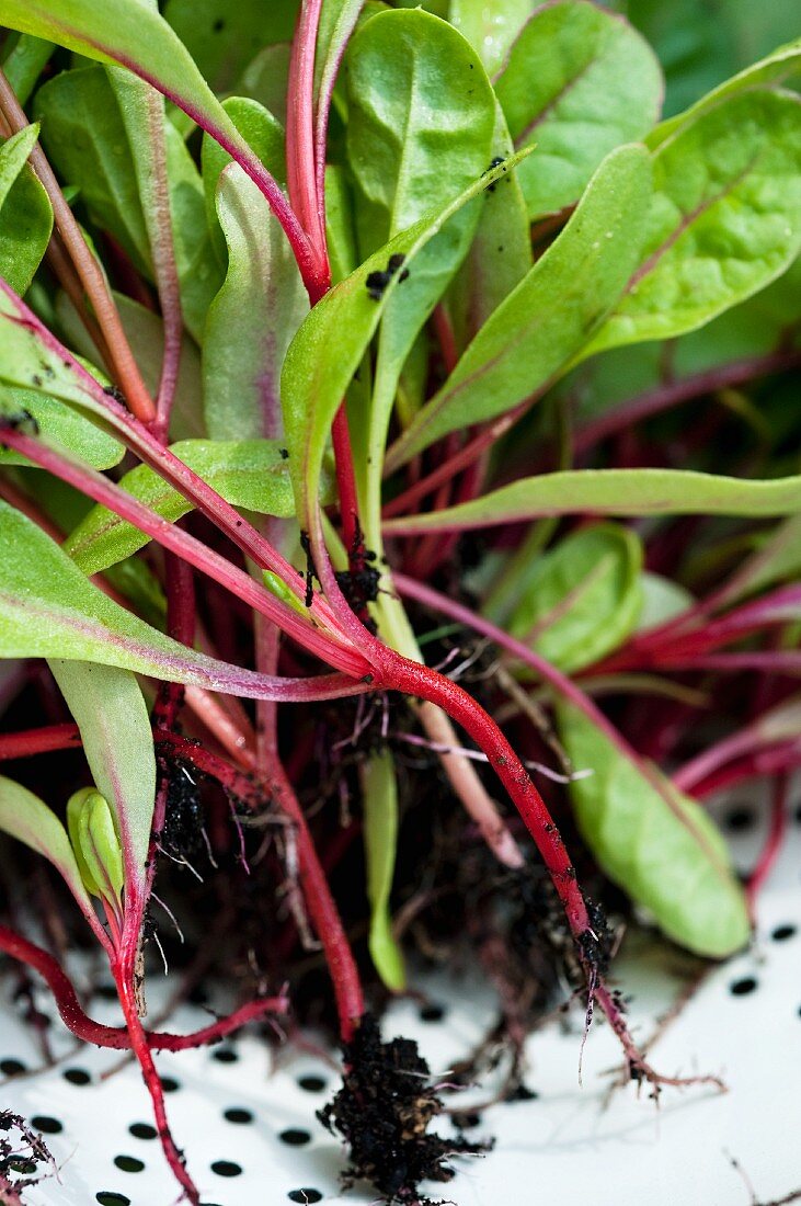 Chard plants with roots