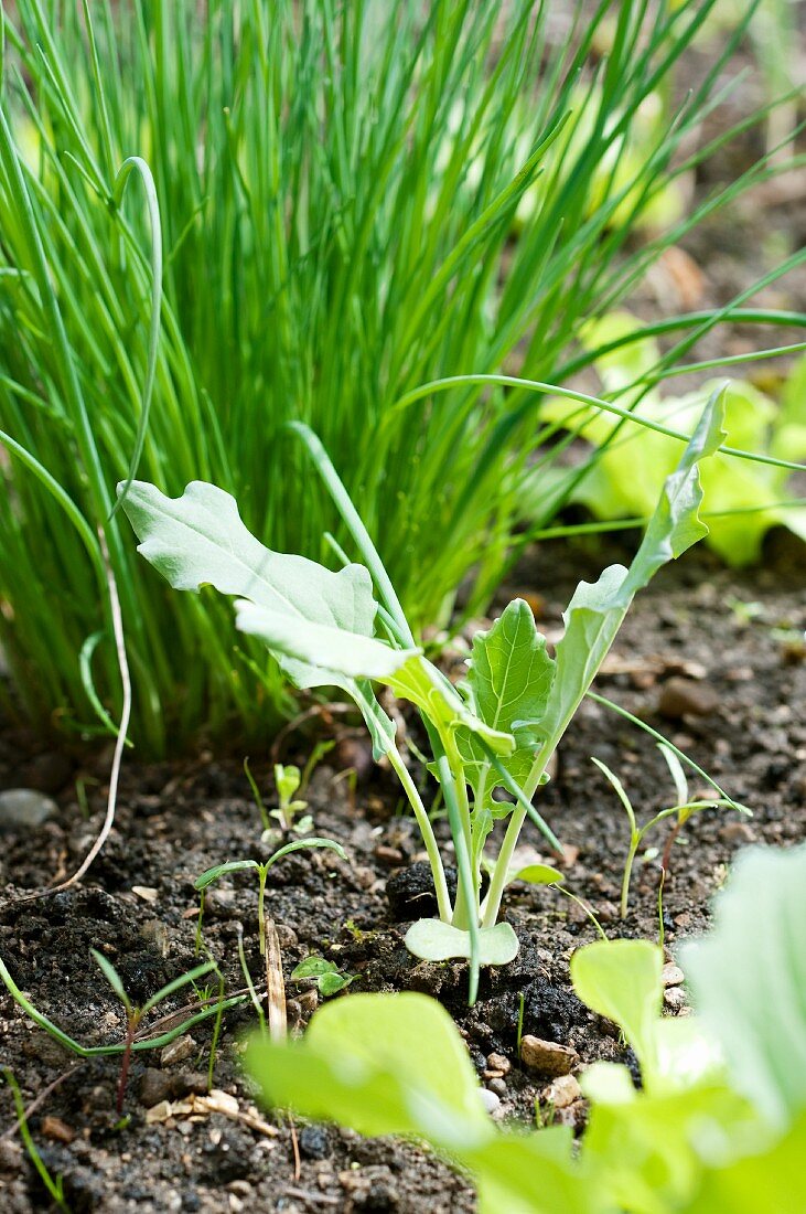 Chives and young kohlrabi plants