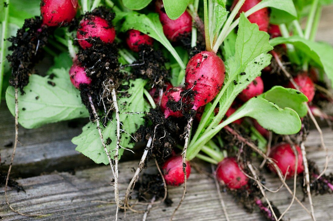 Freshly harvested radishes with soil around the roots