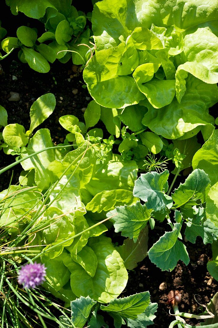 Lettuce bed