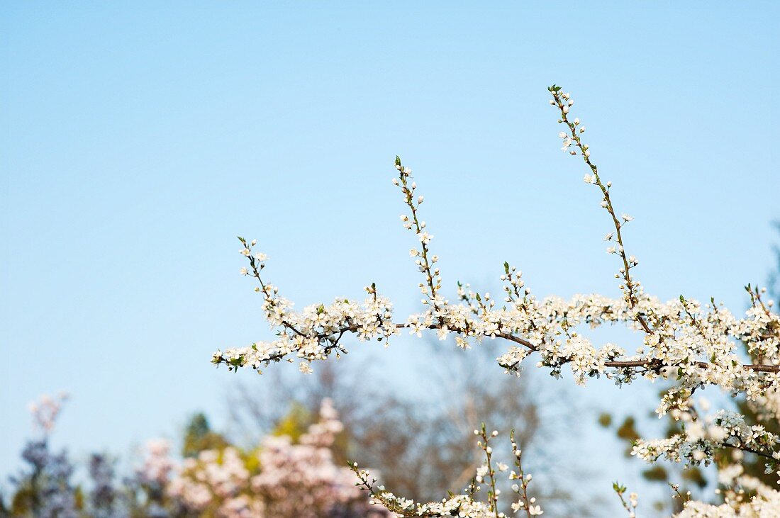 Schlehenblüten am Zweig