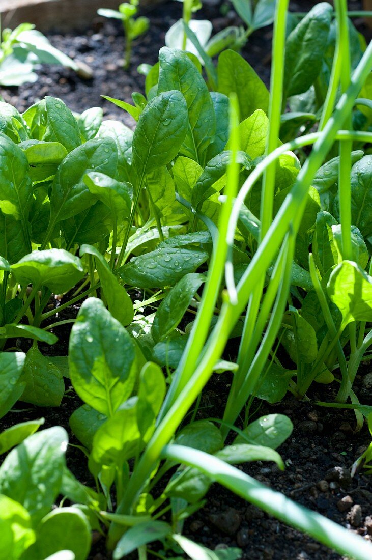 Spinach plants growing in the garden