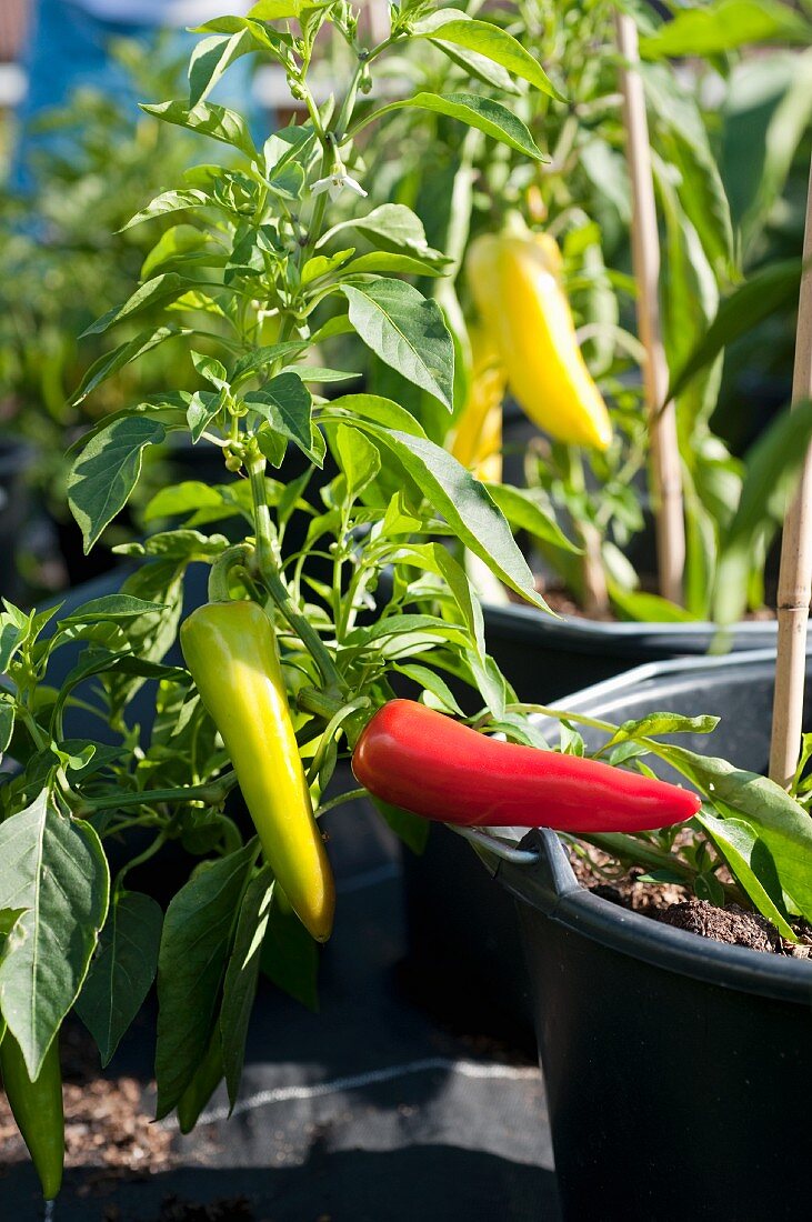 Ripe and unripe pointed peppers