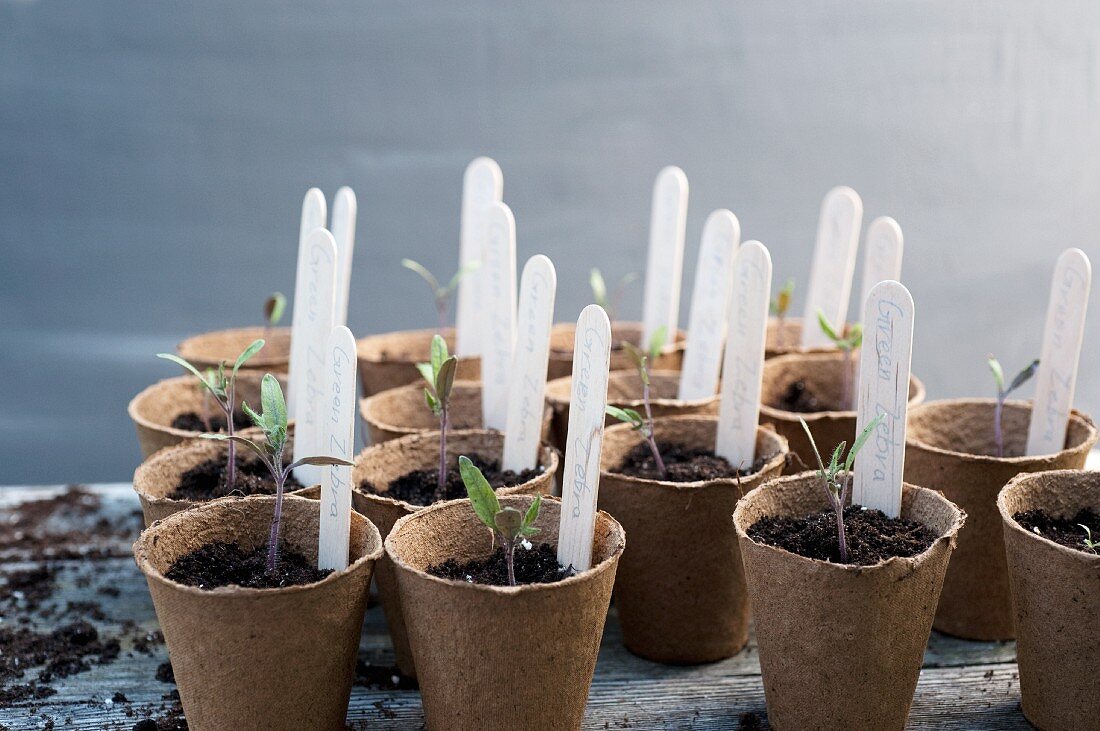 Tomatenpflanzen in Papiertöpfen ziehen