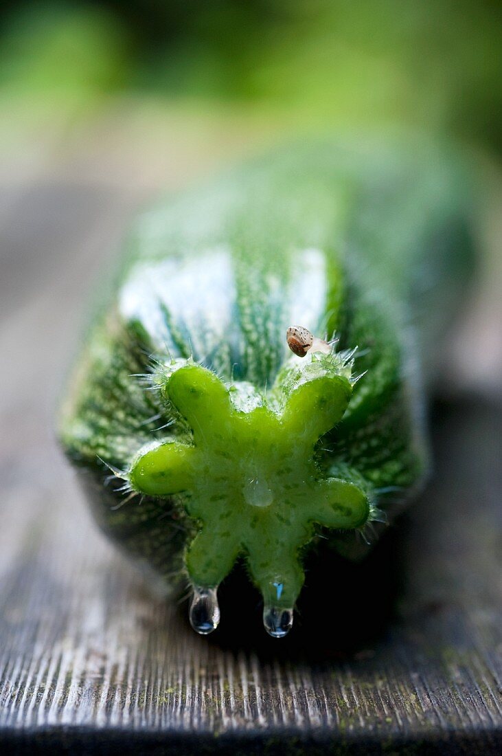 A freshly harvested courgette