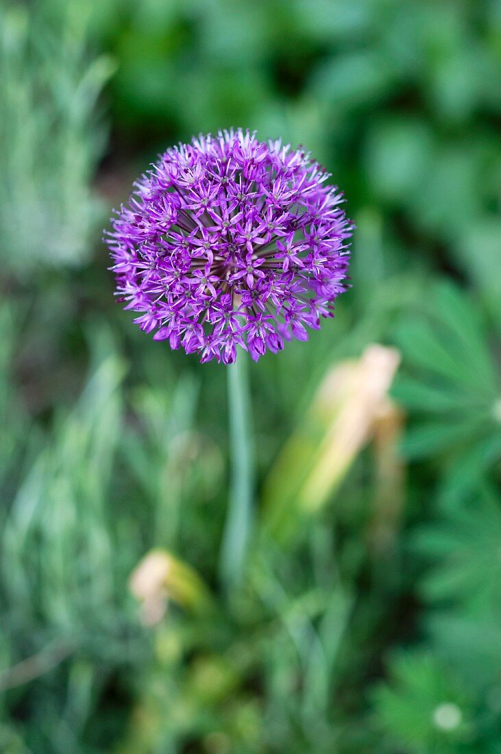 Zwiebelblüte