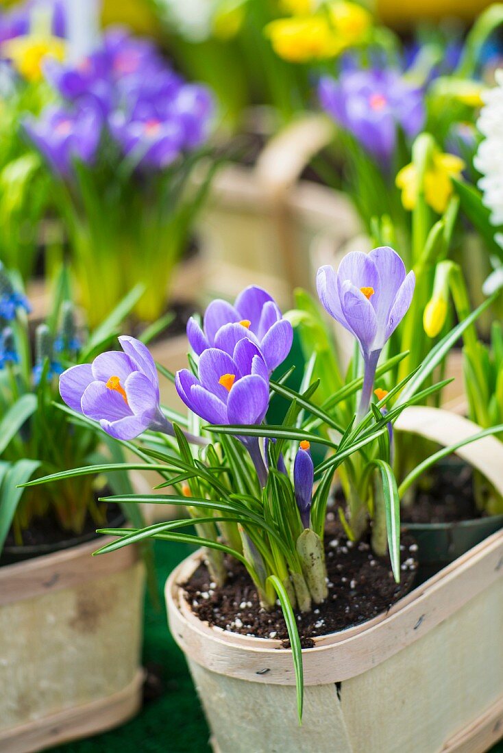 Spankörbe bepflanzt mit Frühlingsblumen