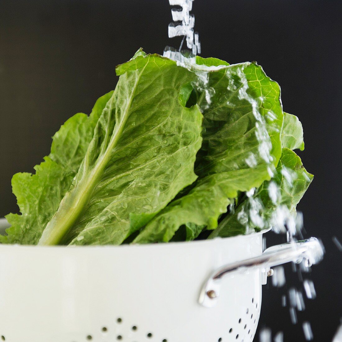 Romaine lettuce being washed in a colander