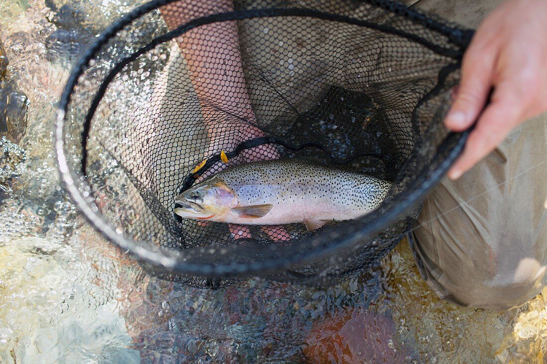 A man holding a net with a freshly caught trout