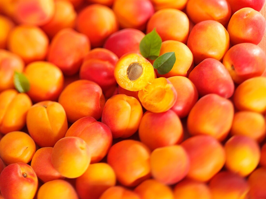 Aprikosen (bildfüllend)