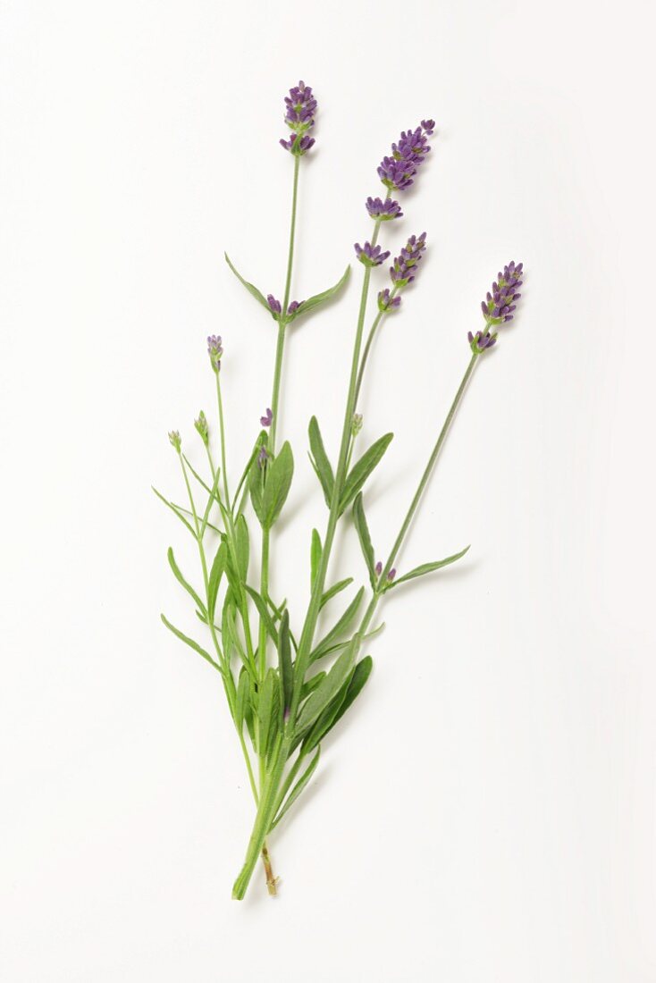 Lavender with flowers on a white surface