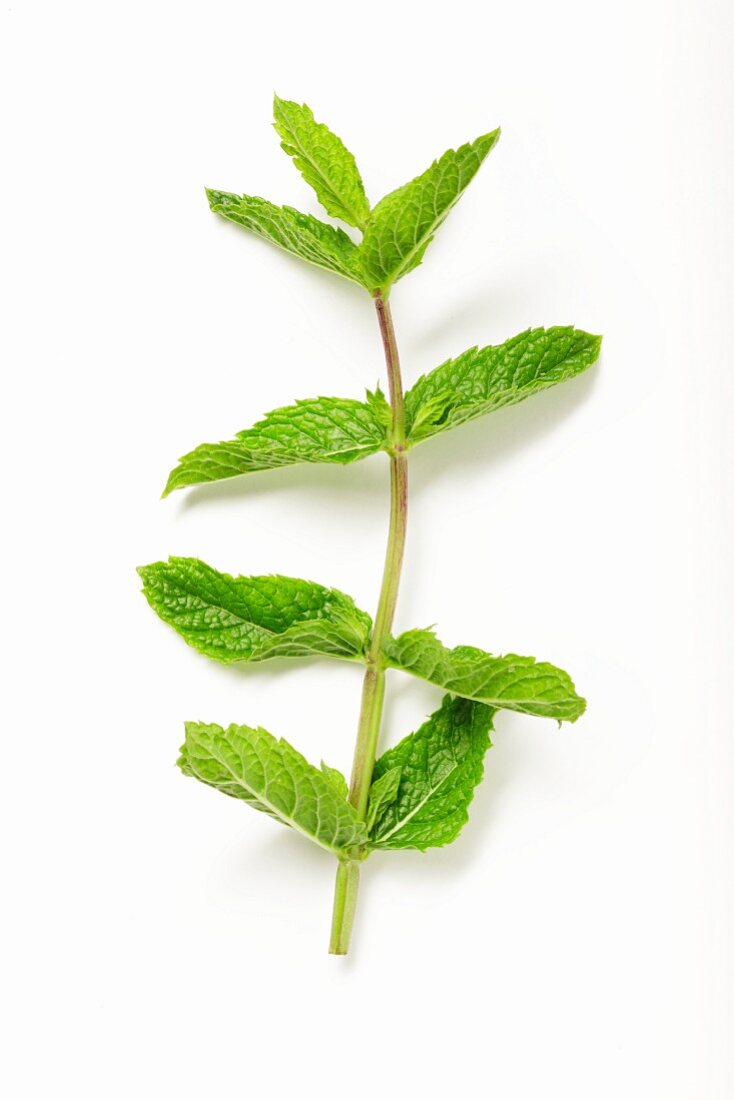 Mint on a white surface