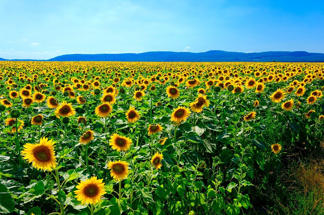 Sonnenblumenfeld in Ungarn