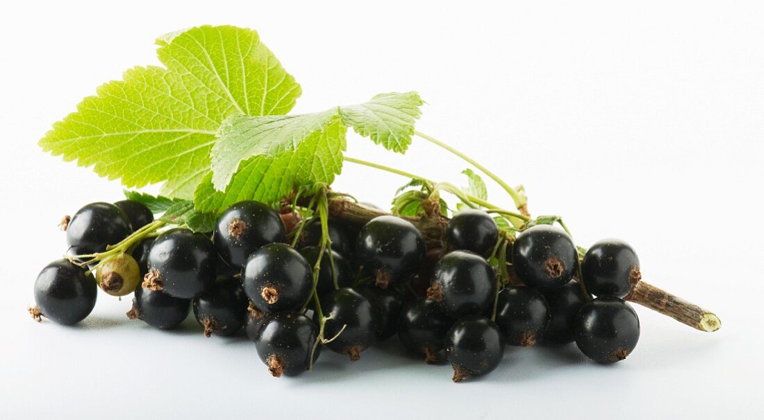 A bunch of blackcurrants with leaves against a white background