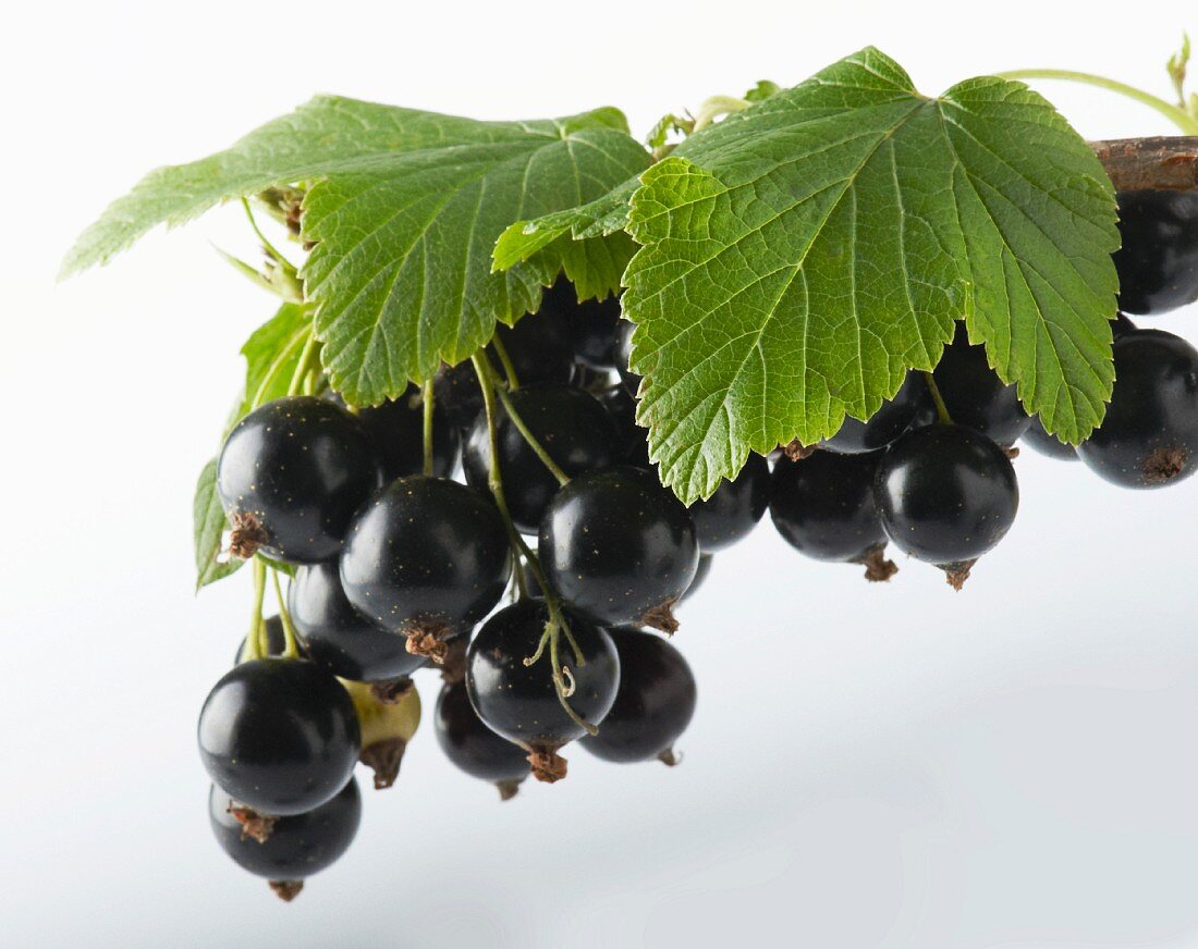 A bunch of blackcurrants with leaves, hanging against a white background