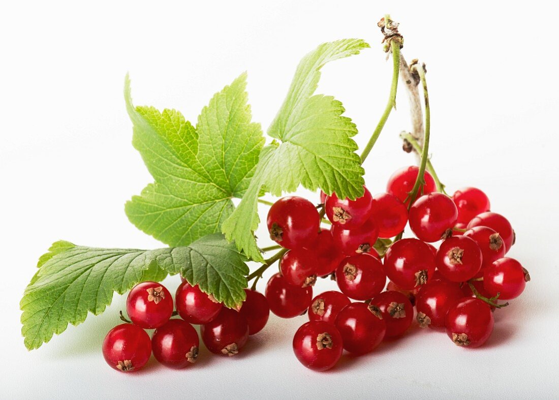 Redcurrants on the stalk against a white background