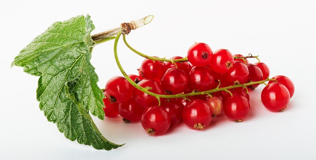 Redcurrants on the stalk, with leaf