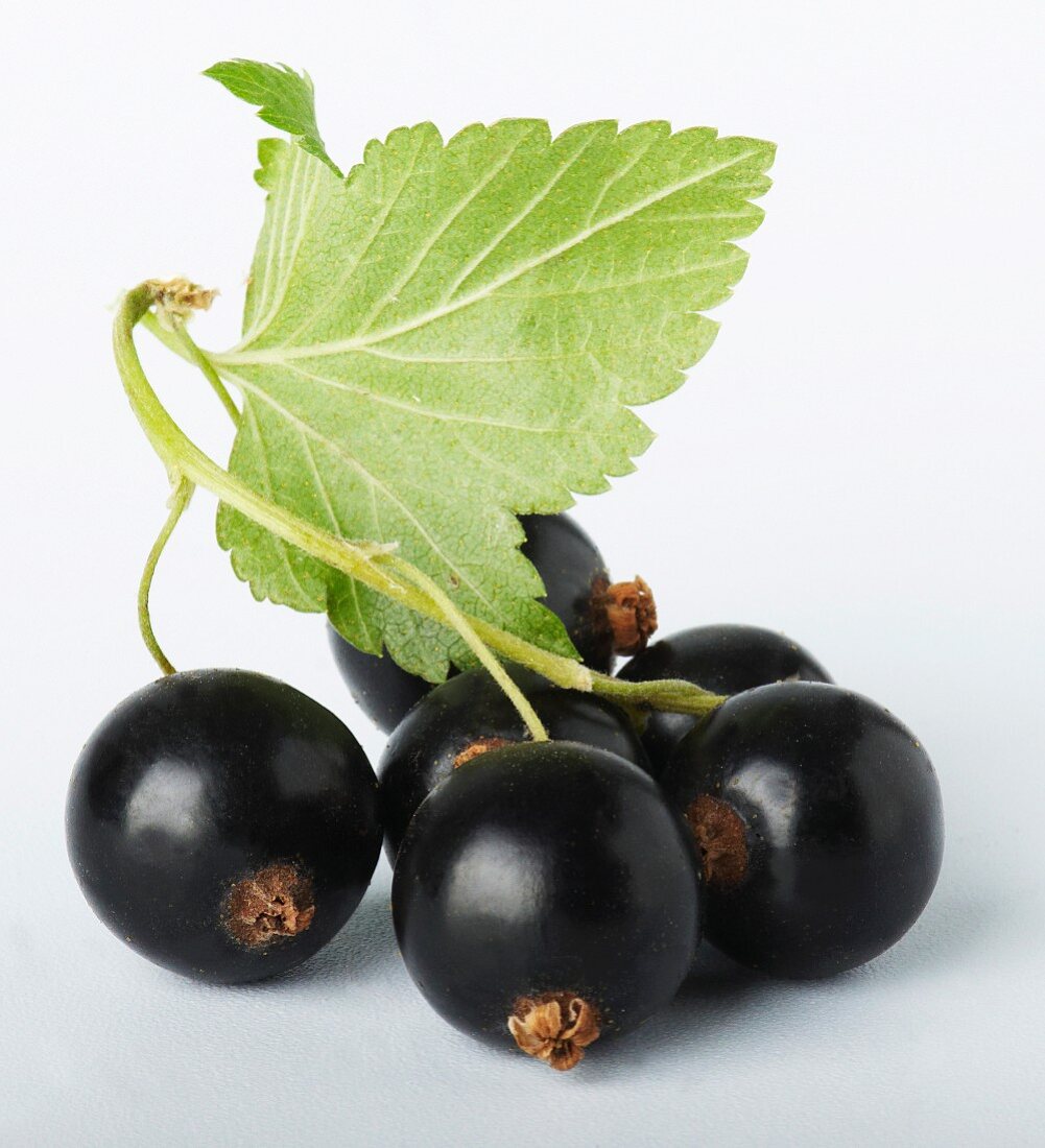 A bunch of blackcurrants against a white background