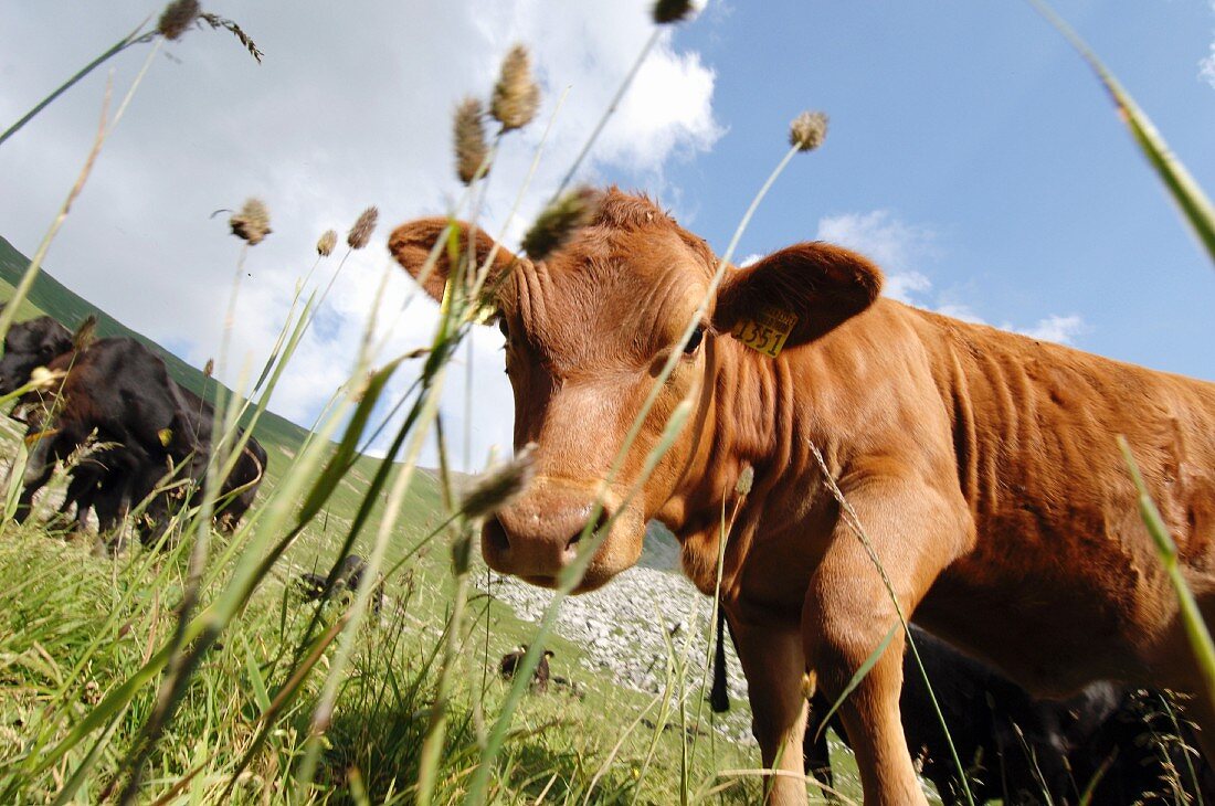 An Angus cow on the Alps in the canton of Nidwalden, Switzerland