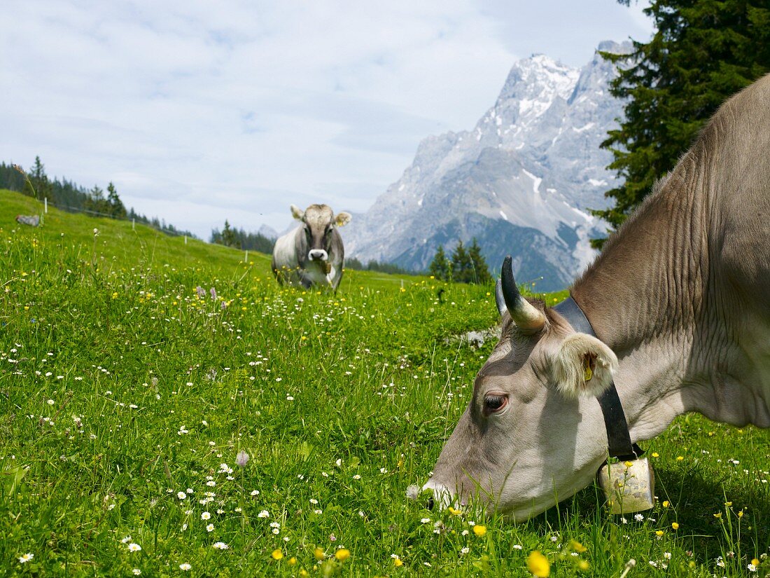 Graue Alpenkühe beim Grasen