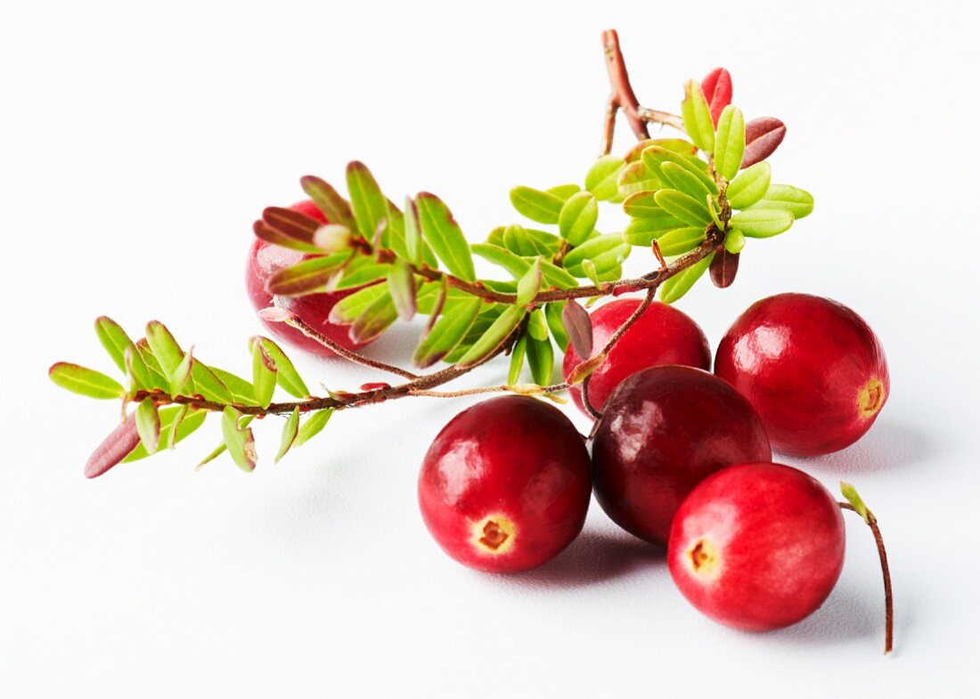 Cranberries on the stalk against a white background