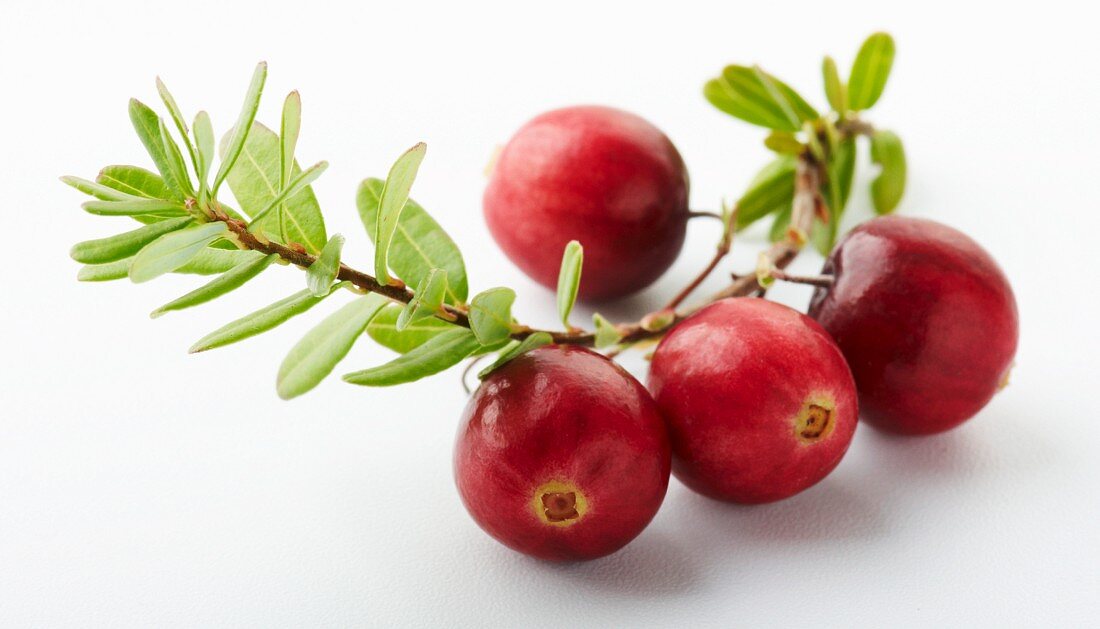 Four cranberries on the stalk against a white background