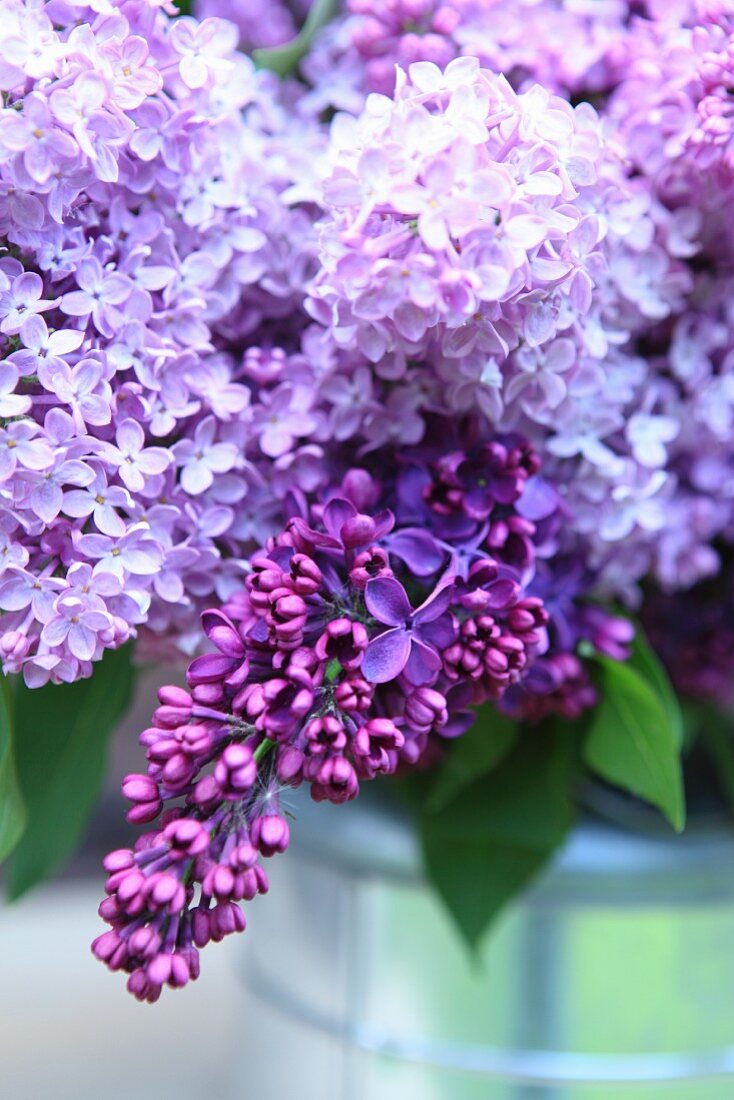 Purple lilac flower (close-up)