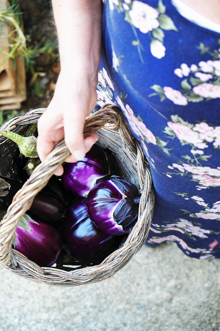 A hand holding a basket of freshly harvested aubergines