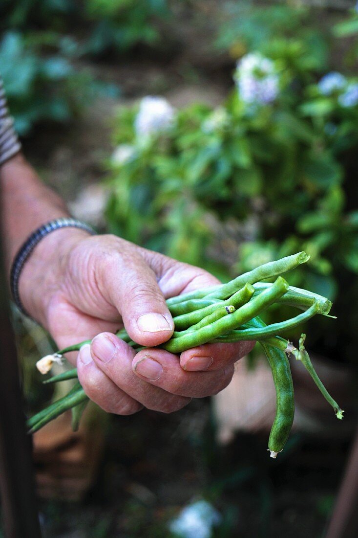 A hand holding fresh green beans