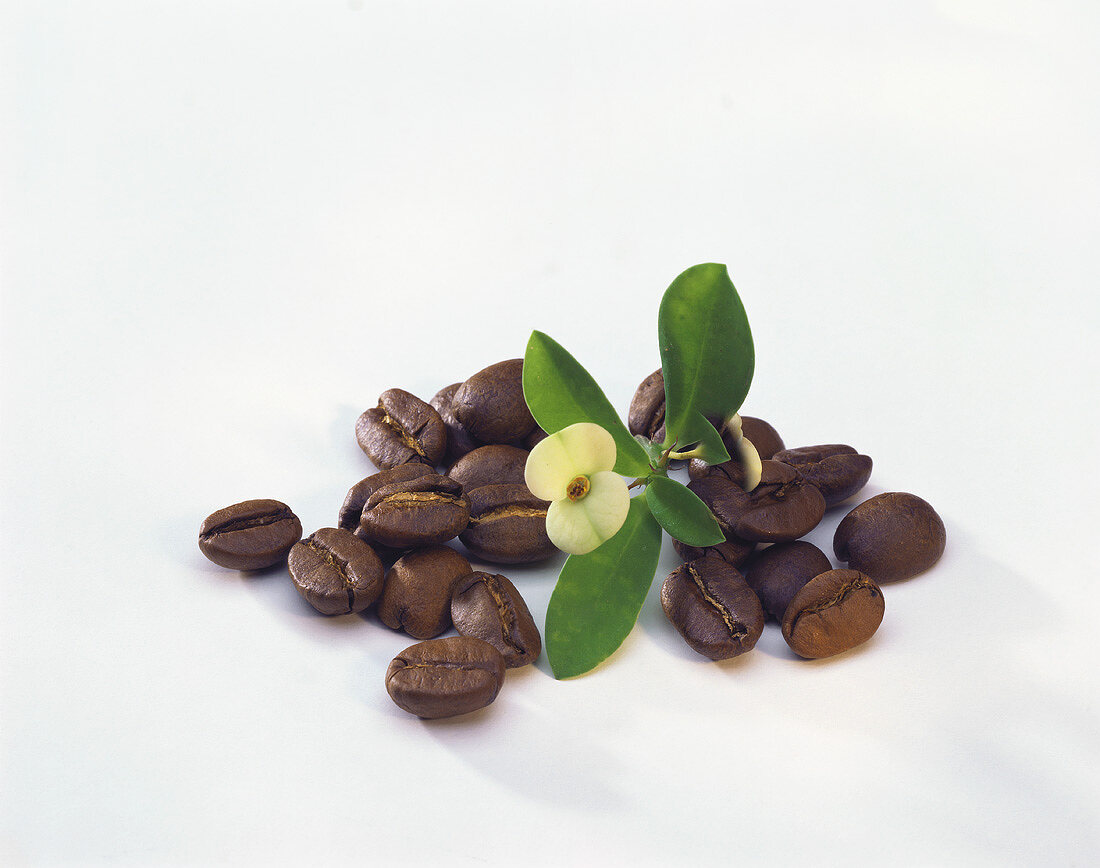 Still Life of Coffee Beans with Blossom