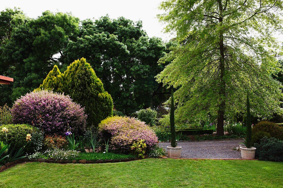 Blühende Büsche neben Zypressen im Topf an Kieswegrand in parkähnlichem Garten