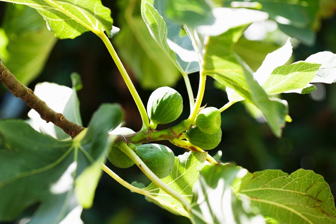 Figs growing on the tree