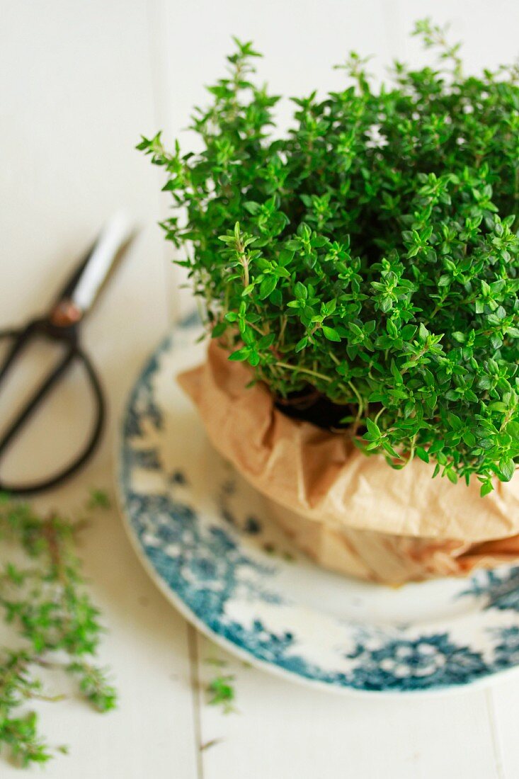 Thyme growing in a pot