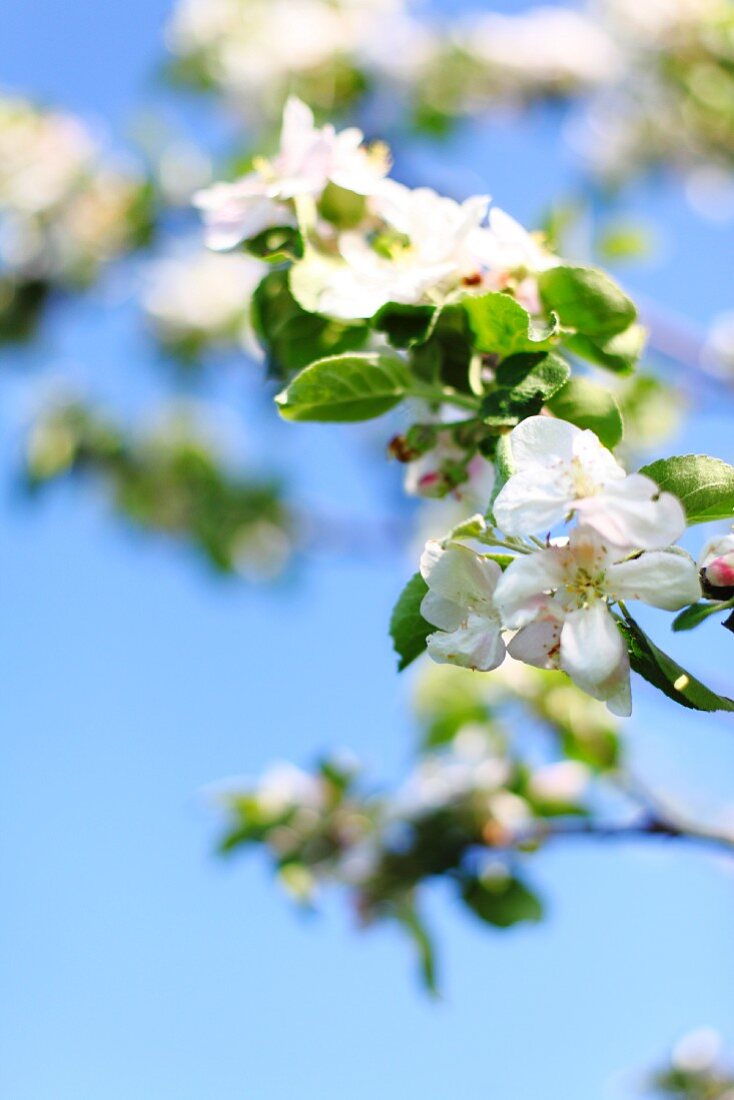 A twig with white apple blossom against a blue sky