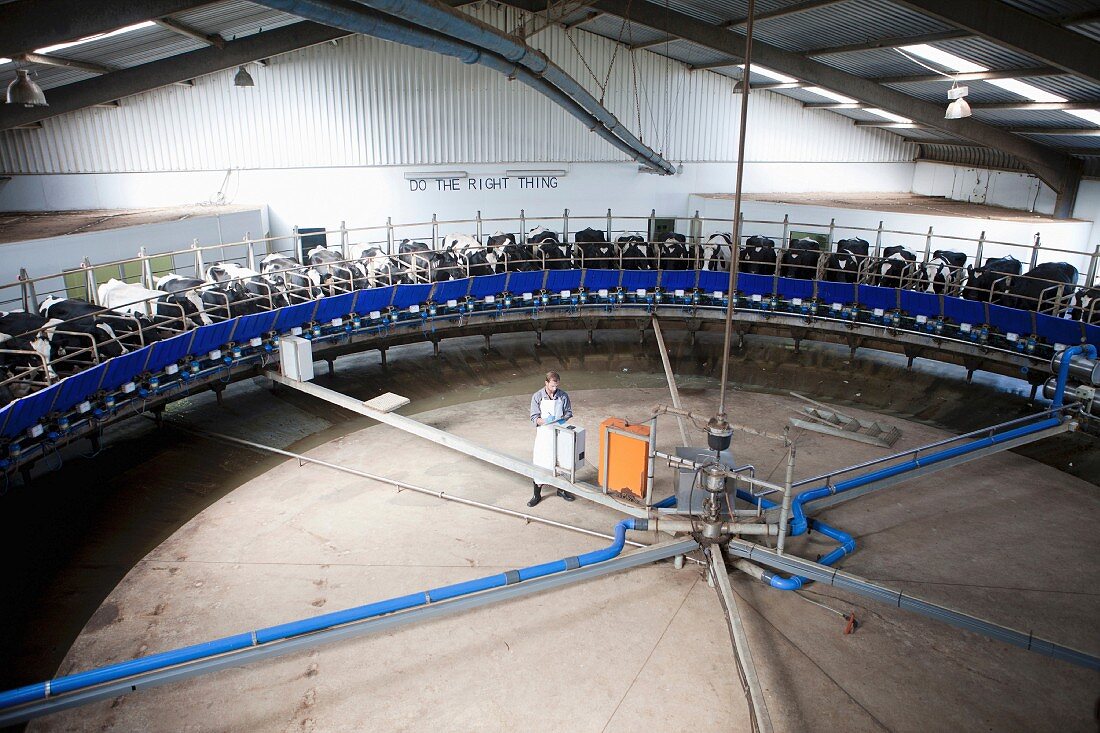 A milking machine in an industrial dairy