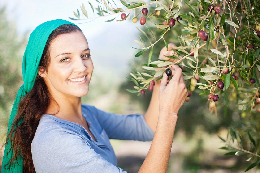 Junge Frau mit Kopftuch pflückt Oliven