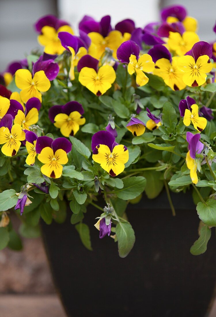 Gelb-lila Stiefmütterchen im Blumentopf