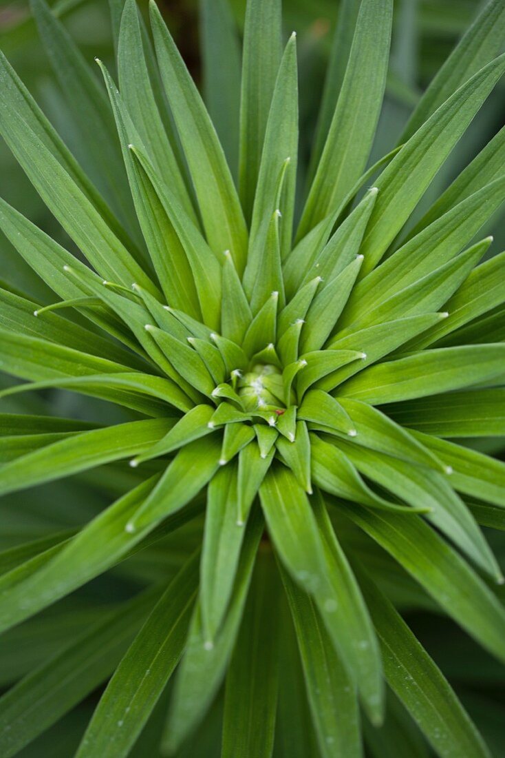 Plant with Spiky Green Leaves